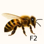 Apiculture reines f2